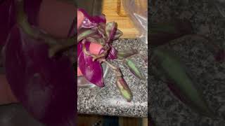 Trying to Save Tradescantia zebrina BKA Silver Inch Plant [upl. by Yntirb617]