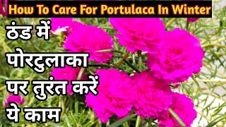 How to care for portulaca in winterPortulaca winter carePortulaca plantMoss rose winter care [upl. by Aimaj]