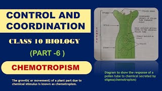 chemotropism in plants  control and coordination class 10 [upl. by Hayila]