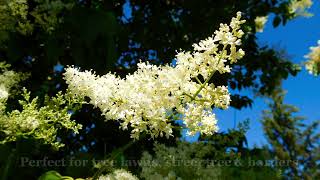 What to Know About the Japanese Tree Lilac  Syringa reticulata or quotIvory Silk Lilac Tree [upl. by Risser]