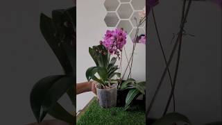 Turning a table top into plant paradise🌼🌼 orchids homedecor indoorplants [upl. by Barnes]