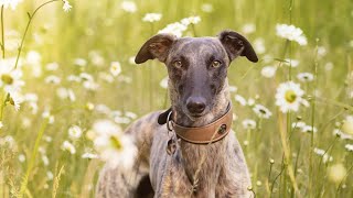 Why Whippets Make the Perfect Loyal Companion [upl. by Okkin522]