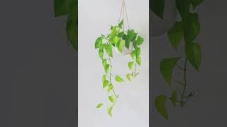 Best Hanging Indoor Plants plants houseplants indoorplantstyling shorts [upl. by Itirp]