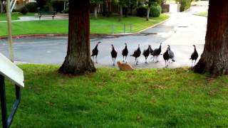 Gangster Turkeys attack Cat RUN [upl. by Otha]