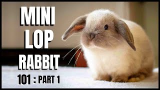 Mini Lop Rabbit 101 Part 1 [upl. by Ivets]