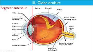 Anatomie de lappareil visuel  Dr Layadi CHU Bab El Oued [upl. by Clarey]