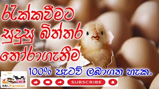 රැක්කවීමට සුදුසු බිත්තර තෝරාගැනීම 🐣  How to select good Eggs trending lanka [upl. by Maxa]