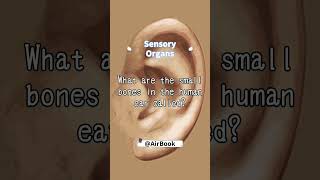 What are the small bones in the human ear calledfacts quiz body human sensory [upl. by Sesom]