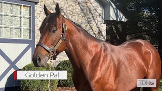 Breeders Cup Champions Draw a Crowd at Ashford Stud [upl. by Jillene]