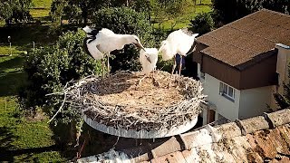 Drone Views of Switzerland in 4k Vendlincourt with Storks Ajoie  Jura [upl. by Eittak105]