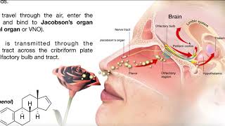 The Vomeronasal Organ Pheromones amp Mating Behavior [upl. by Gus865]