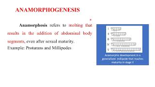 Post embryonic development in insects Anamorphosis Metamorphosis [upl. by Brogle]