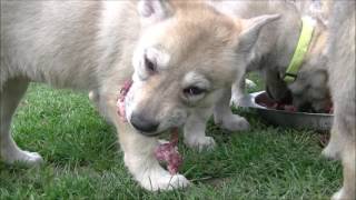 Chiots chiensloups tchécoslovaques âgés de 6 semaines jours Portée Heaven amp Ioric 13 02 2017 [upl. by Nyssa]