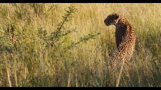 Leopard hunts impala antelope [upl. by Analiese]