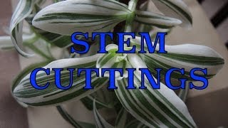 Taking Stem Cuttings  Propagating Tradescantia [upl. by Kcirdla]