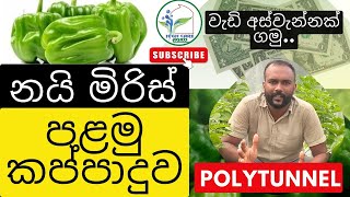 නයි මිරිස් පළමු කප්පාදුව  Pruning Of Scotch bonnet  Polytunnel  Greenhouse  නයි මිරිස් වගාව [upl. by Anis]