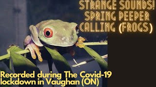 Strange sounds Spring Peeper Calling Frogs [upl. by Eelrehpotsirhc]