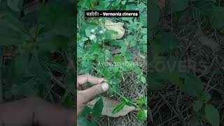 How to identify सहदेवीVernonia cinereahindi  sahdaiyagujarati sadodi ayurvedlovers ayureel [upl. by Roderic]