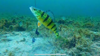 Lake Simcoe ice conditions and underwater video Feb 52024 Snake island [upl. by Kunin691]