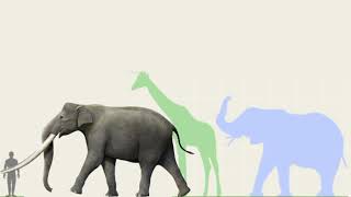 Stegodon Zdanskyi vs African Elephant Giraffe and Human in Size Comparison [upl. by Rosner]