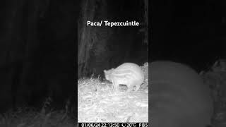 Cuniculus paca wildlife trailcam [upl. by Godfree]