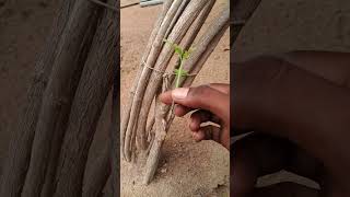 Grafting Jasminum grandiflorum with curry treegraftingjasminumcurrytreeshortsshortviral [upl. by Nilecoj]