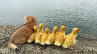 The amazing kitten raises six ducklings The mother duck is too lazy They go on a trip🤣Cute funny [upl. by Izawa]