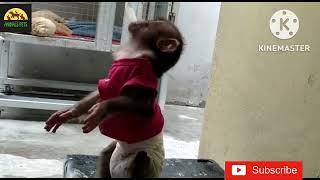 baby monkey moni get punished from dad [upl. by Arawaj]