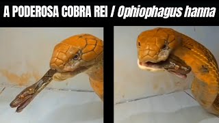 A Poderosa Cobra Rei  Ophiophagus hanna  King cobra  Biólogo Henrique [upl. by Dalila]