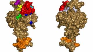 Difference Between Monoclonal Antibodies and Polyclonal Antibodies [upl. by Cobby]