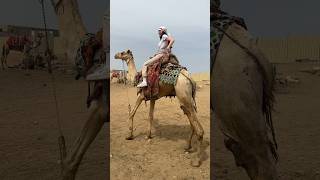 Tutorial su come salire sul dromedario 🐪 travel egypt traveling [upl. by Grenier176]