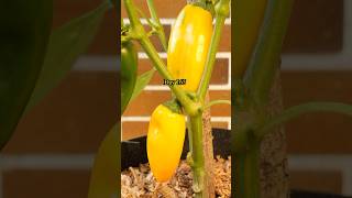 Growing Super Sweet Snack Peppers from Seed to Harvest [upl. by Avon876]