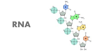 Genetische Grundlagen RNAFormen [upl. by Longawa]