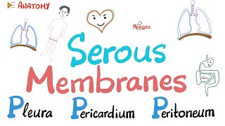 Serous Membranes Mesothelium  3P’s  Pleura Pericardium Peritoneum  Transcellular fluid [upl. by Hurwit]