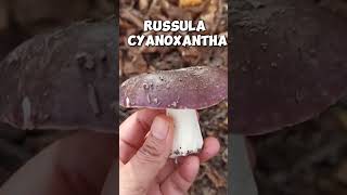 Russula cyanoxantha [upl. by Raquela]