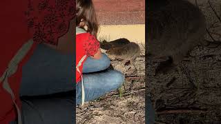 Seductive Swiss Beauty tries to seduce poor cute Quokka in Rottnest Island rottnestisland [upl. by Vaientina]