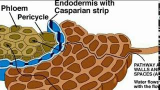 Apoplast and symplast Helpful to NEET CSIR and University students [upl. by Siclari]