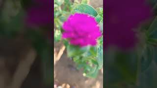 🦋🦋  Gomphrena flower plant youtubeshortsvideo butterflylove reels plants 🌍🌎🌏 [upl. by Bartosch]