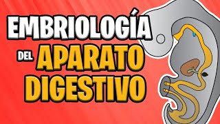 ✅ EMBRIOLOGÍA del APARATO DIGESTIVO 🍔💩 [upl. by Tarton516]