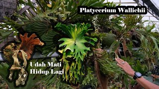 Platycerium wallichii Canggih udah kering Bisa Hidup lagi [upl. by Adena]