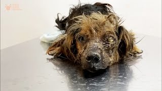 This Precious Dog Was Neglected All Its Life and Dumped at Dog Pound until Viktor Larkhill Saved it [upl. by Yessac]