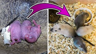 Baby Gerbils Grow From Birth to 42 Days [upl. by Yendroc]