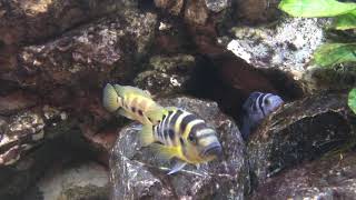 Neolamprologus sexfasciatus Gold [upl. by Retsevlis]