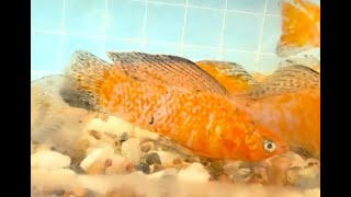 Gold Wag Sailfin Molly [upl. by Eibur]