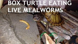 my 3 toed box turtle eating live mealworms [upl. by Singband]