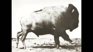 Bison Running by Eadweard Muybridge 1883 Buffalo Running [upl. by Aziza]