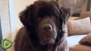 Newfoundland sweetly backs down after barking at owner [upl. by Elohcan]