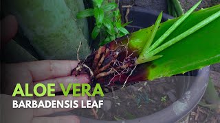 Propagating Aloe vera Barbadensis Leaves [upl. by Agretha766]