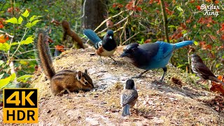 Cat TV for Cats to Watch 😺 Autumn Birds Chipmunks and Squirrels 🐦🐿️ 8 Hours4K HDR [upl. by Llezo573]