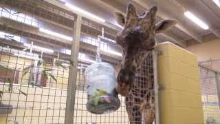 Animal Enrichment  Giraffe [upl. by Etz]